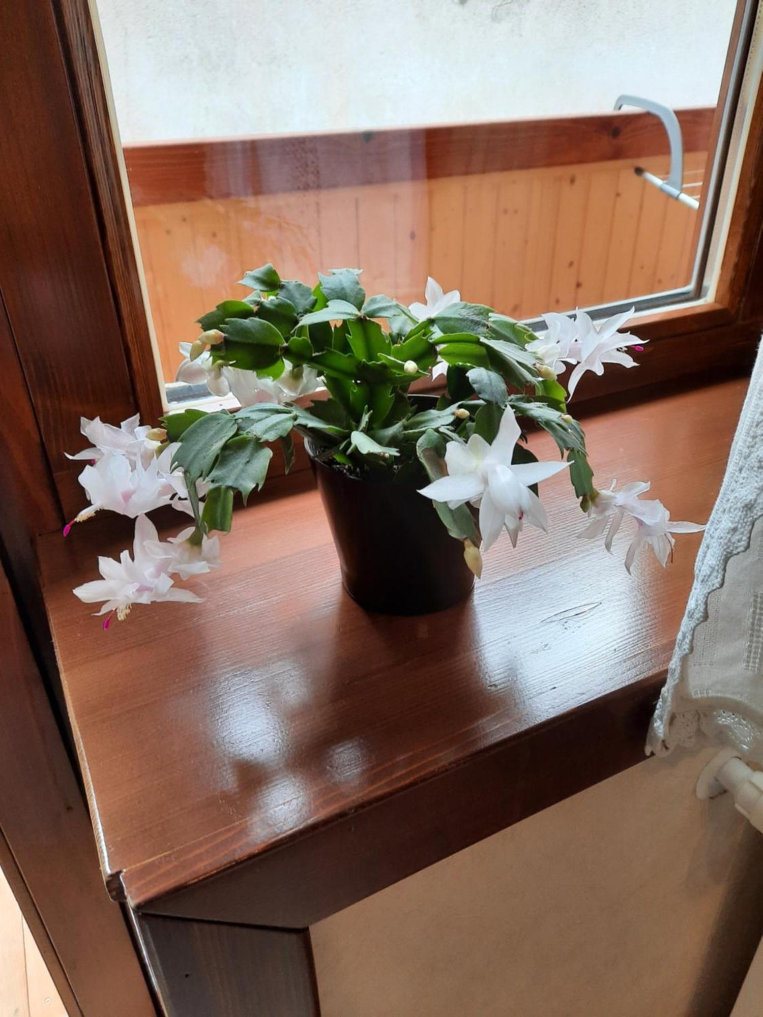 Pensiunea Vanatorul BaileTusnad Esterno foto